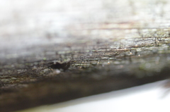 Chaenotheca xyloxena