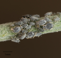 Aphis cytisorum