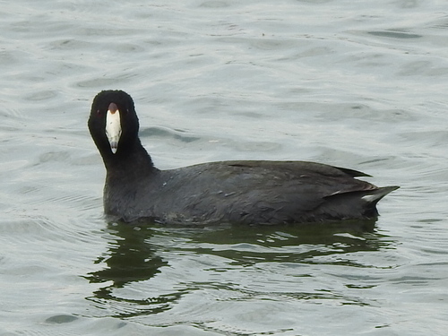 Focha americana (Fulica americana)
