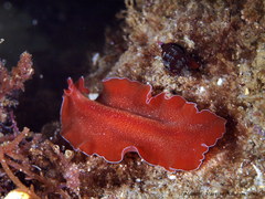 Yungia aurantiaca