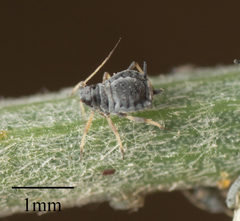 Aphis cytisorum