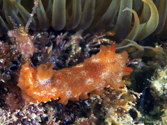 Doriopsilla areolata image