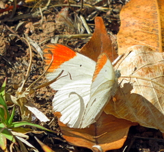 Colotis antevippe gavisa