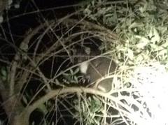 Pseudocheirus occidentalis