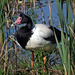 Magpie Goose - Photo (c) Wayne Butterworth, some rights reserved (CC BY)