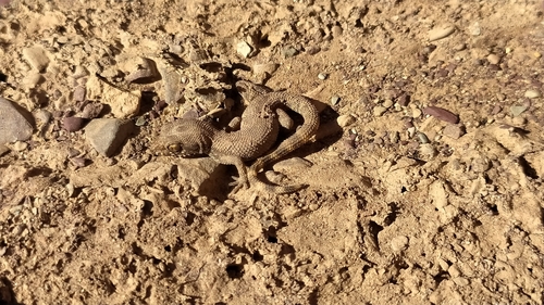 Algerian Sand Gecko