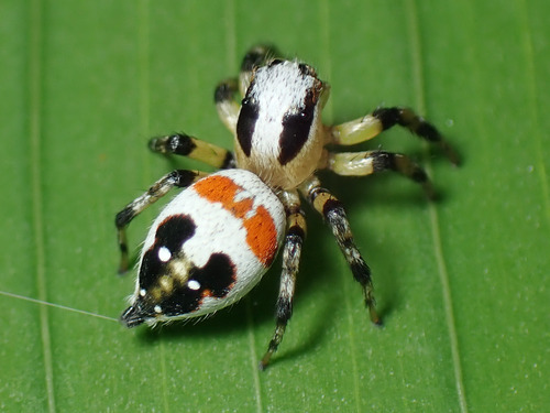 Nycerella delecta photographed in Honduras