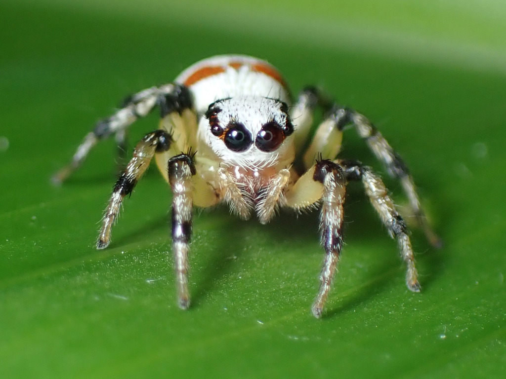 jumping spiders