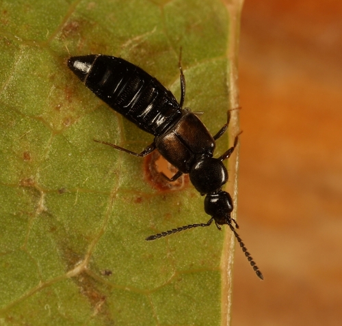 Liogluta microptera