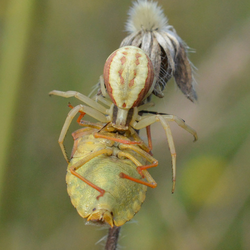 Runcinia grammica, photo 7 of 7