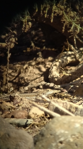 Bosc’s Fringe-toed lizard