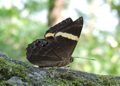 Abisara fylla