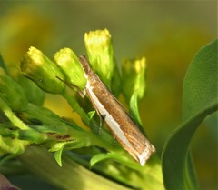 Crambus quinquareatus