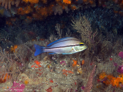 Plectorhinchus mediterraneus