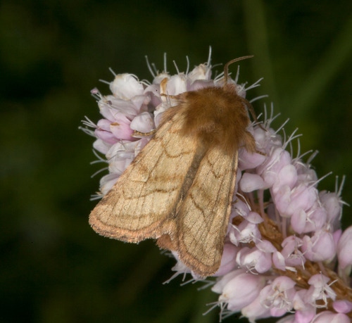Lasionycta imbecilla