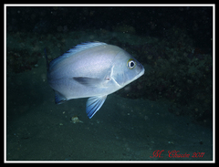 Plectorhinchus mediterraneus
