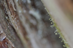 Chaenotheca furfuracea