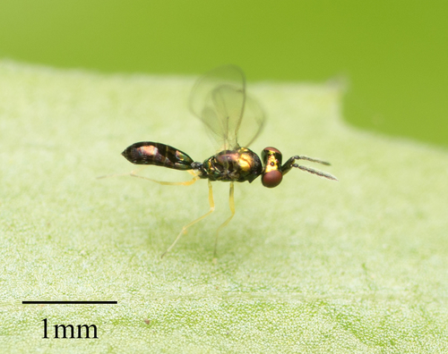 Eulophidae