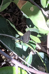Leptotes marina