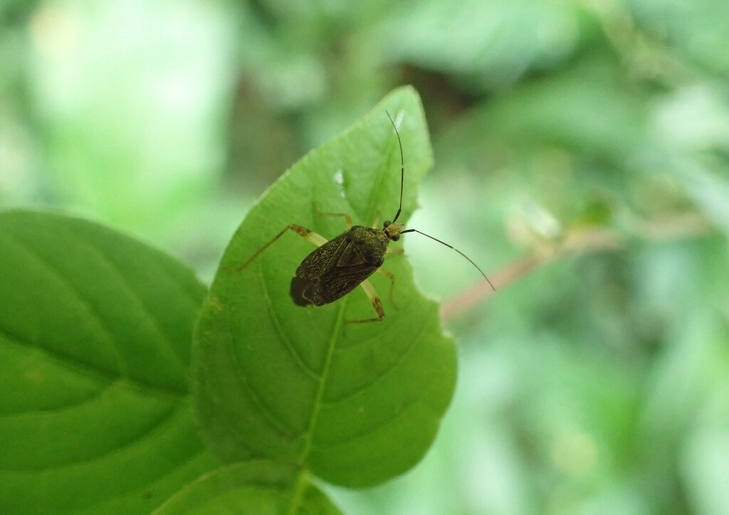 Plant Bugs from Kanungu, Uganda on February 15, 2023 at 11:04 AM by ...