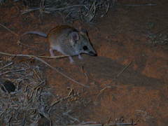 Sminthopsis crassicaudata