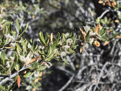 Cercocarpus ledifolius intermontanus