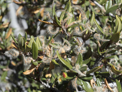 Cercocarpus ledifolius intermontanus