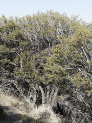 Cercocarpus ledifolius intermontanus