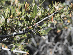 Cercocarpus ledifolius intermontanus