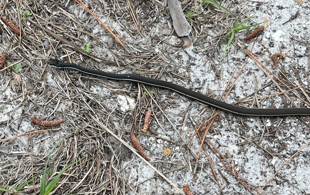 Blue-striped Ribbonsnake