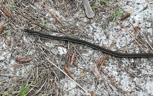 Blue-striped Ribbonsnake