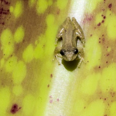 Scinax perpusillus