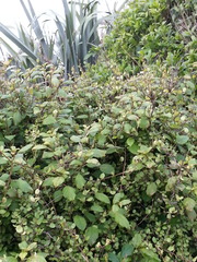 Fuchsia perscandens