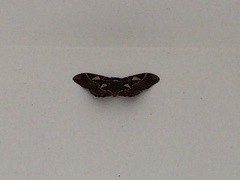 Rothschildia cinctus
