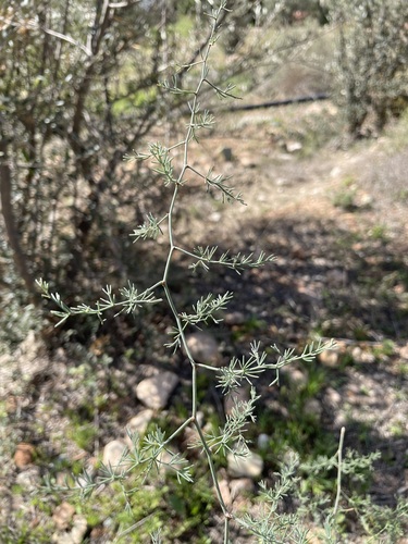 Asparagus acutifolius image