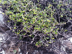 Coprosma colensoi