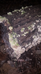 Trichaptum abietinum image