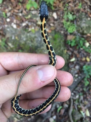 Thamnophis cyrtopsis ocellatus