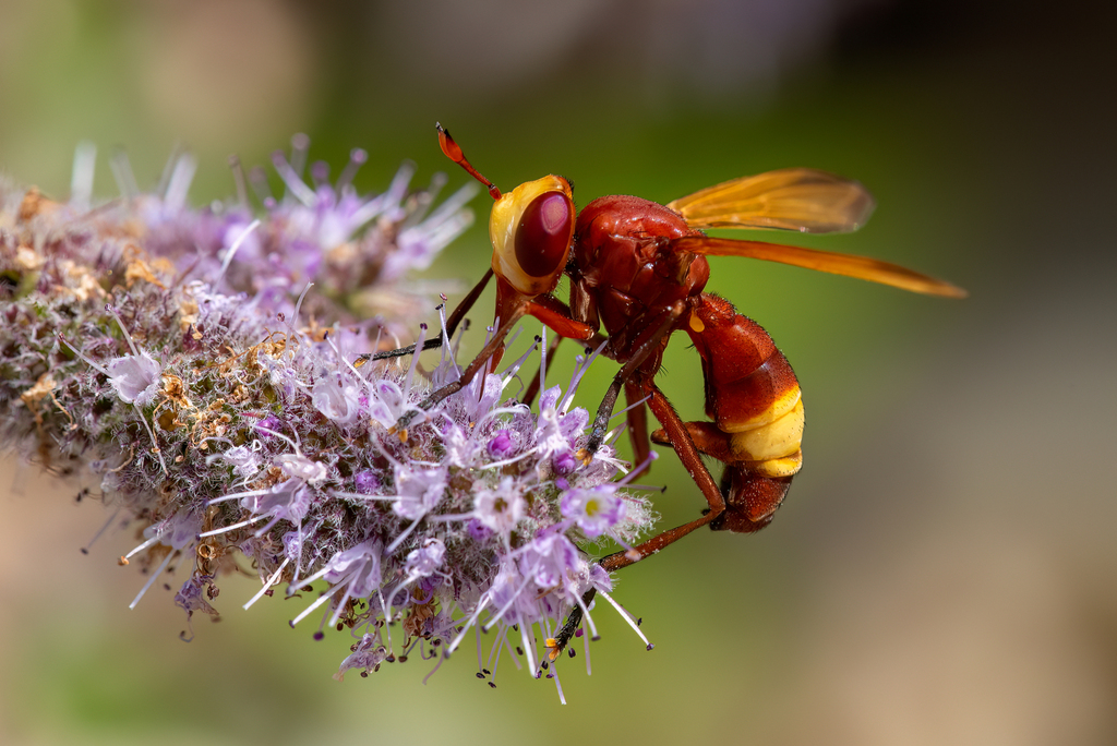 Conops flavicaudus