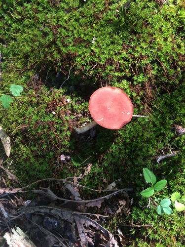 Tylopilus leucomycelinus image