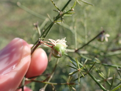 Asparagus umbellatus image