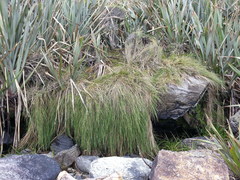 Poa anceps