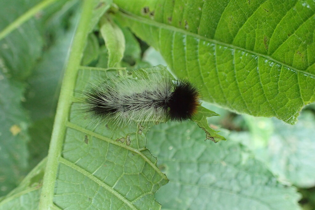 Butterflies and Moths from Kanungu, Uganda on February 15, 2023 at 11