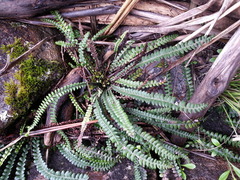 Blechnum blechnoides