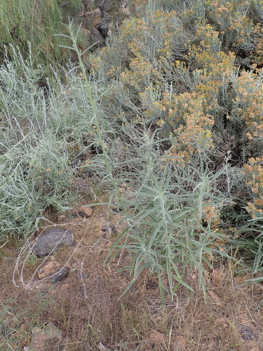 Echium triste subsp. nivariense image