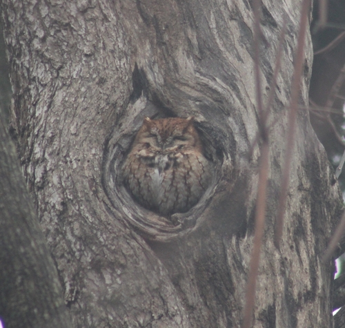 Eastern Screech-Owl photographed in Rhode Island
