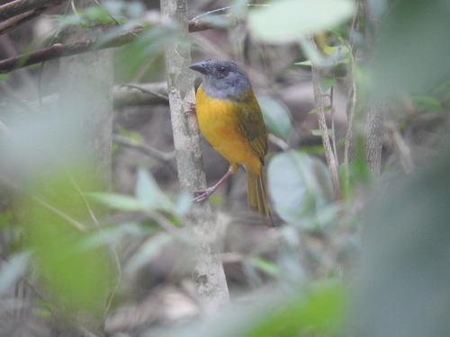 Tangara Cabeza Gris