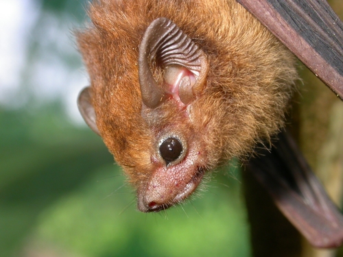 Dark Sheath-tailed Bat (Mosia nigrescens) — Least Concern Mammalia