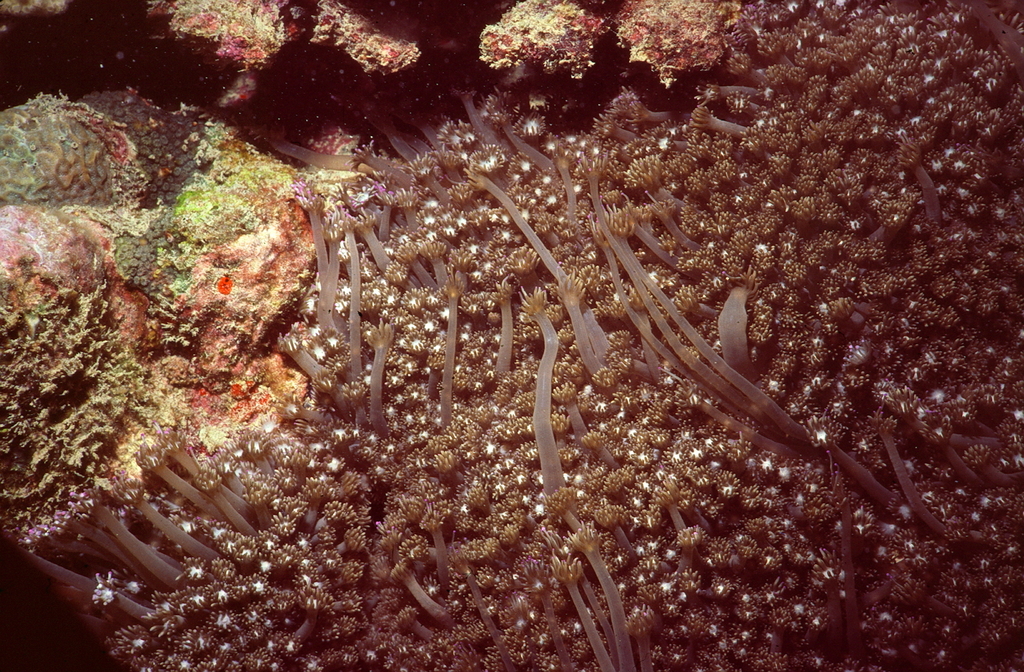 Goniopora pendulus