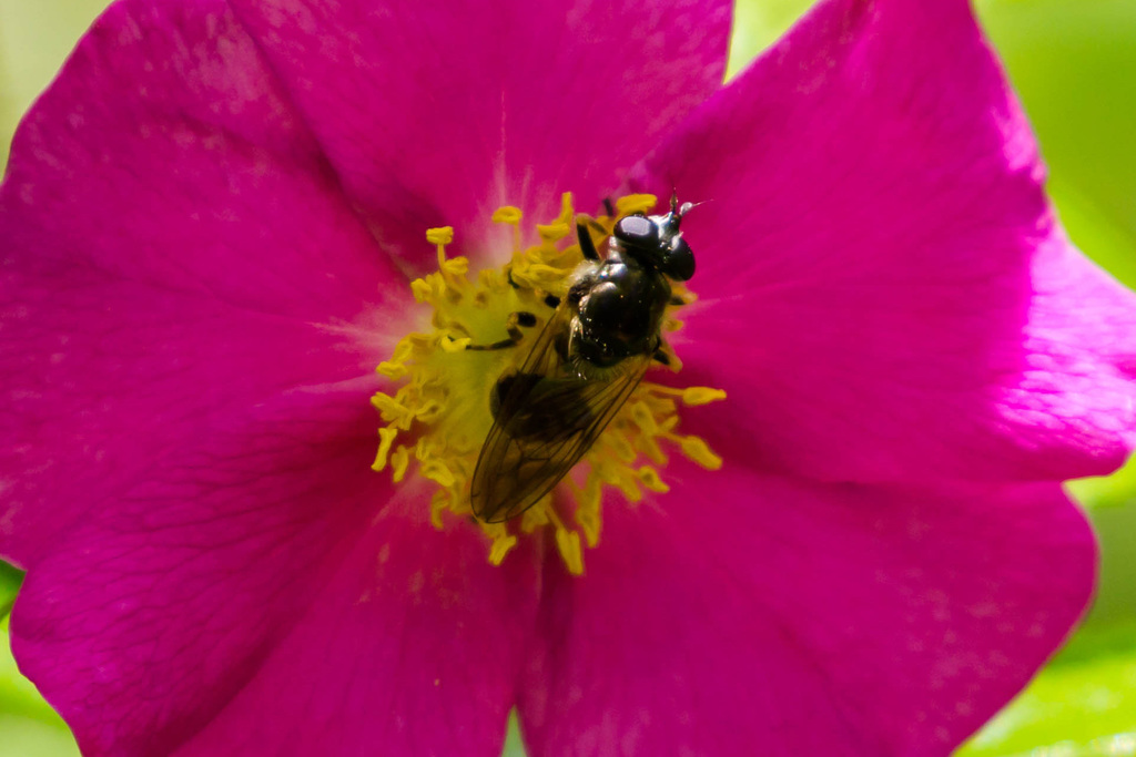 Dalmannia vitiosa